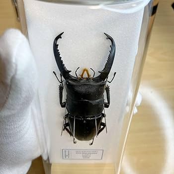 【標本】パラワンオオヒラタクワガタ　パラワン島産　103.5ミリ　野外品 標本パラワンオオヒラタクワガタ パラワン島産 103.5ミリ 野外品